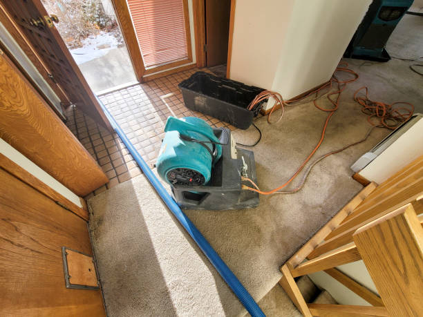 Best Mold removal after water damage  in Aetna Estates, CO